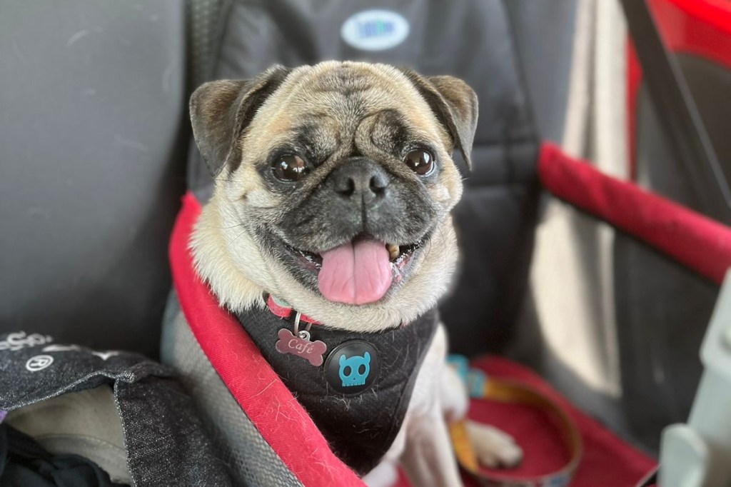 A despedida do nosso doguinho,&nbsp;Café