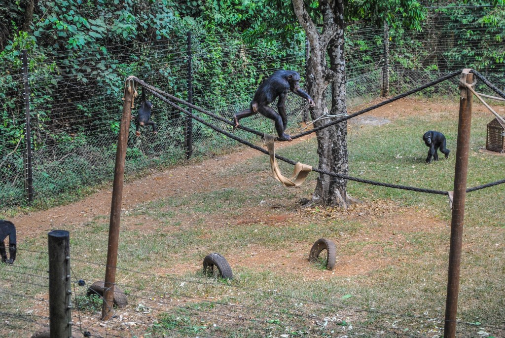 Santuário de chimpanzés mostra vida de primatas na Serra&nbsp;Leoa