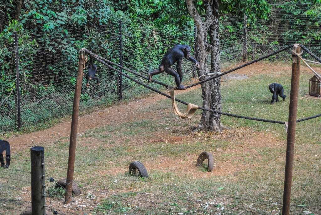 Santuário de chimpanzés mostra vida de primatas na Serra Leoa