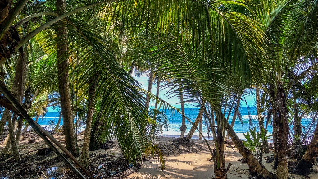 Com floresta em 88% do território, Gabão reúne diferentes&nbsp;atividades