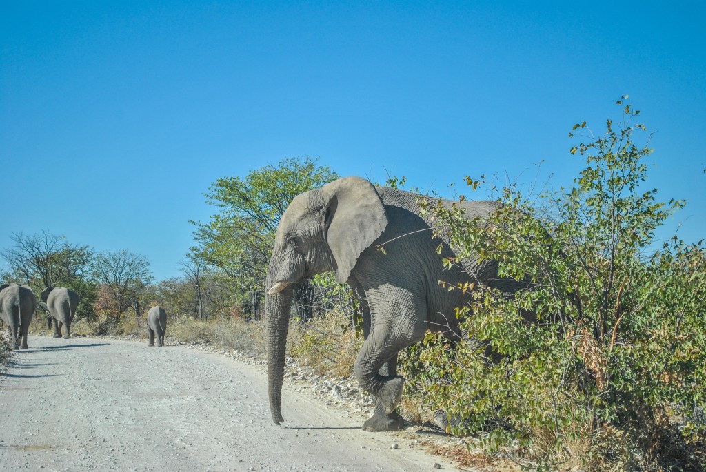 No Etosha, no norte da Namíbia, vimos leões, elefantes e&nbsp;rinocerontes