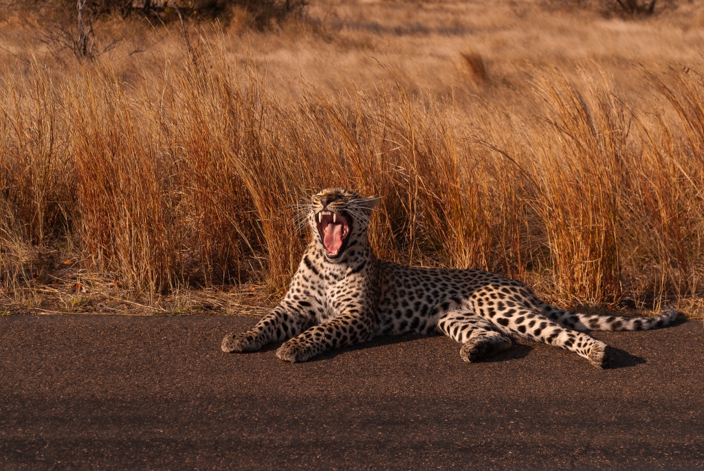 Animais no Kruger e Joanesburgo são atrações do leste da África do Sul
