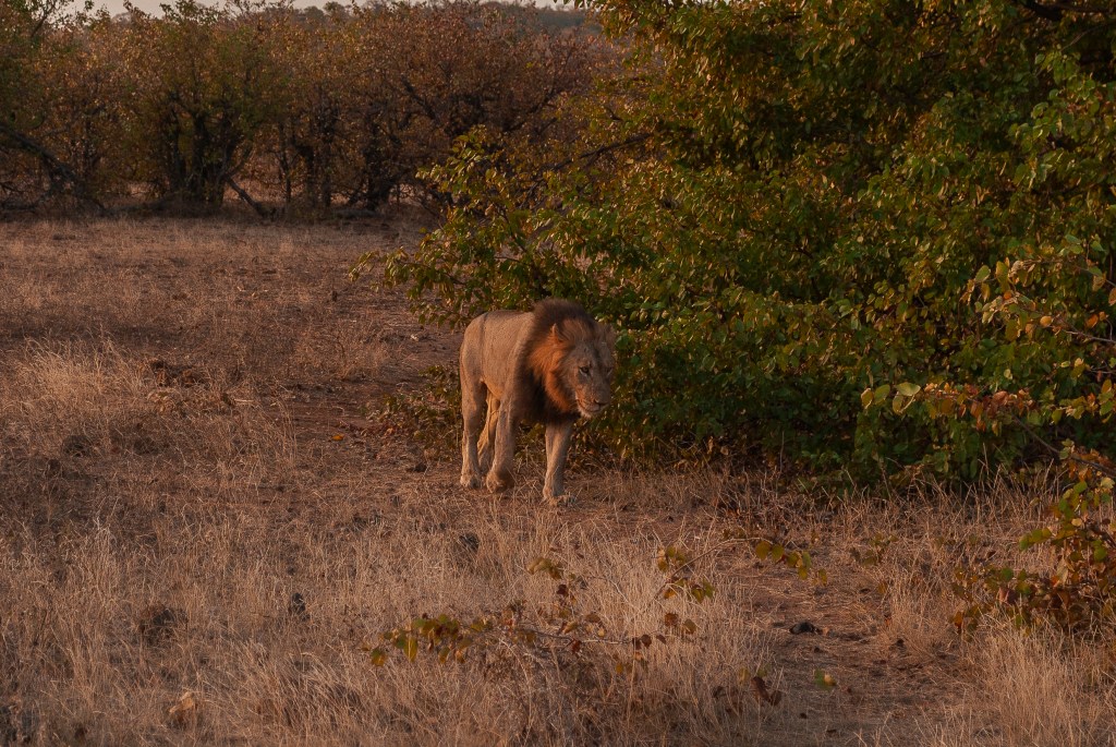 10 dicas para fazer um safári por&nbsp;conta
