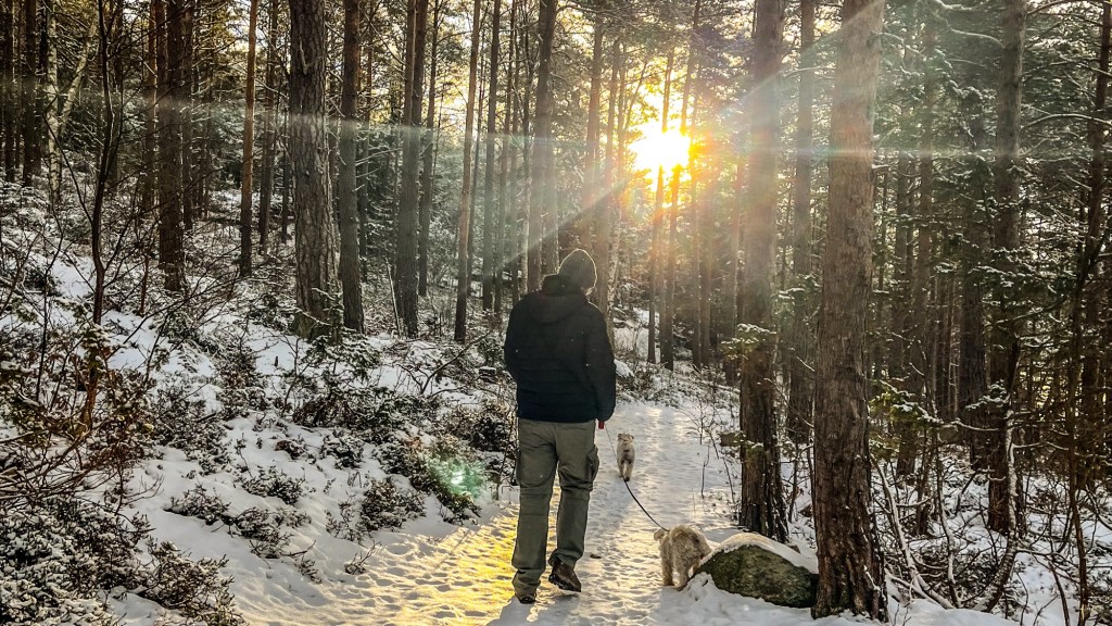 Como se hospedar de graça na Europa cuidando de&nbsp;animais