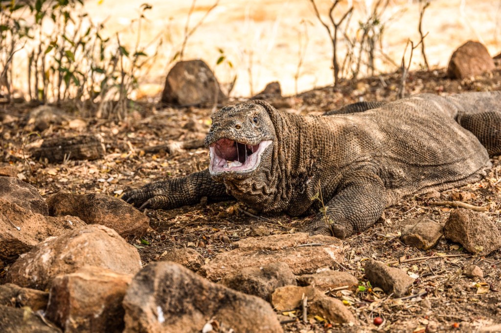 Na Indonésia, vimos dragão-de-komodo e nadamos em água&nbsp;cristalina