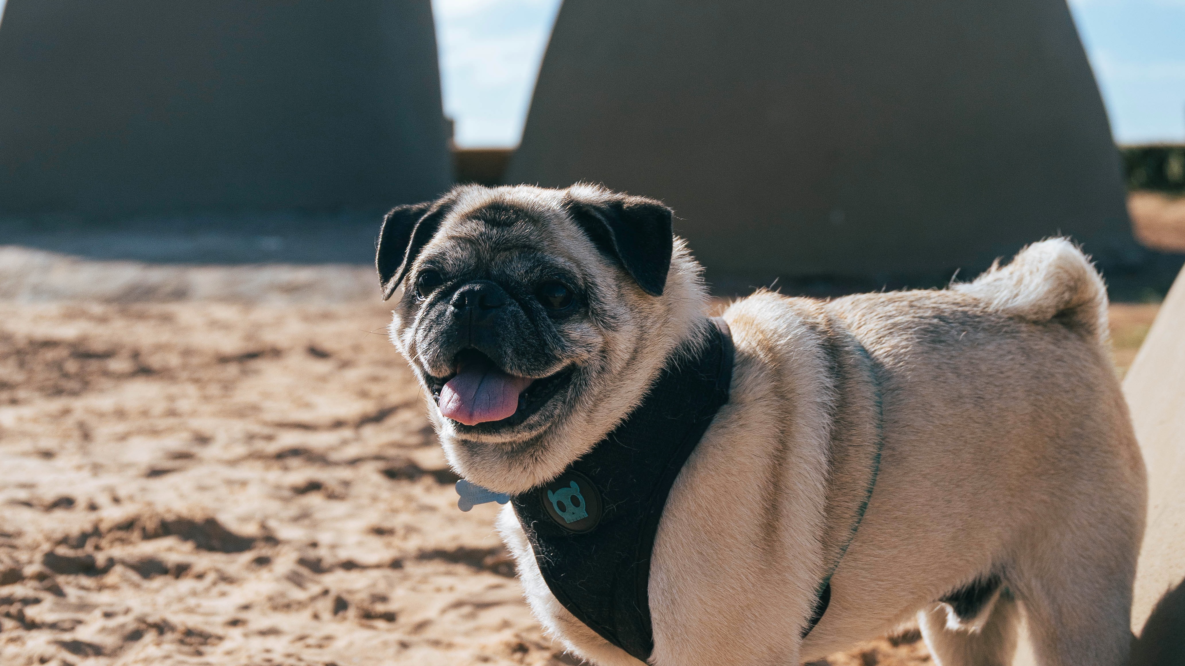 O que você precisa saber para levar seu cachorro para o Uruguai