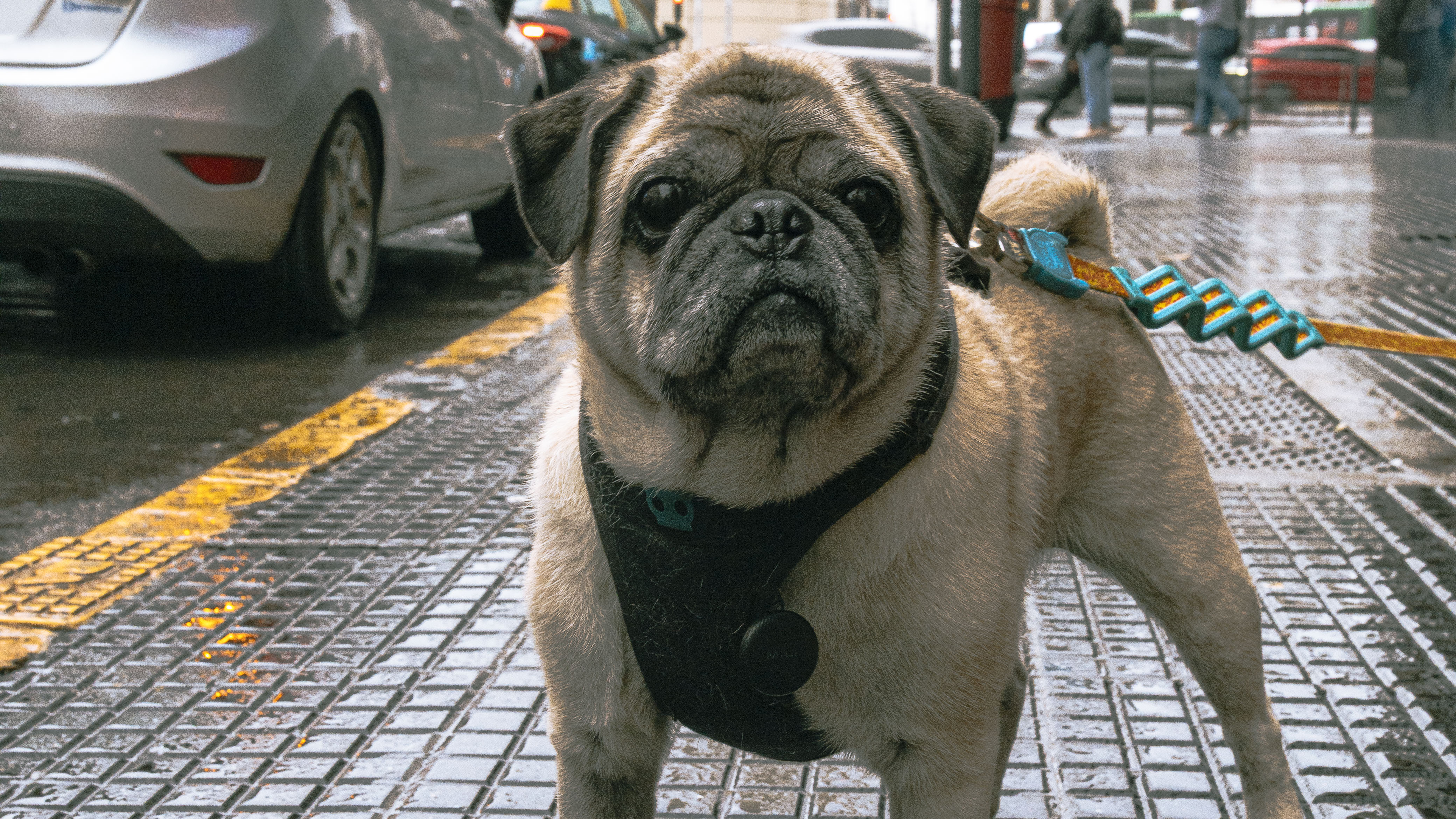 O que você precisa saber para levar seu cachorro para a Argentina