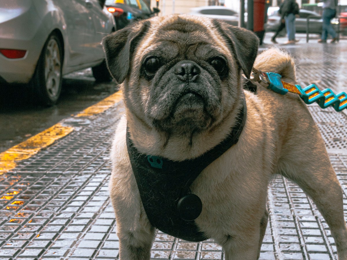 O que você precisa saber para levar seu cachorro para a&nbsp;Argentina