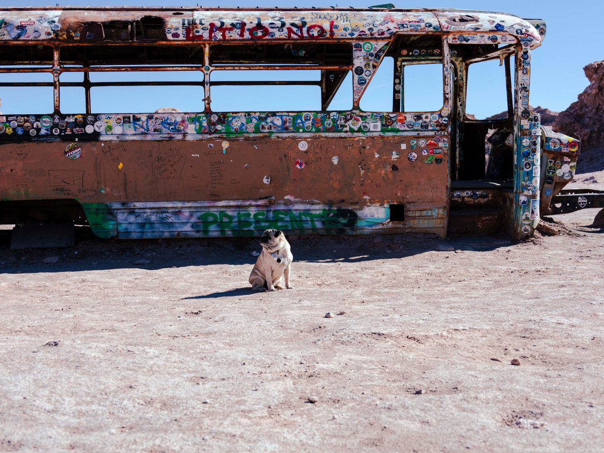 O que você precisa saber para levar seu cachorro da Argentina para o&nbsp;Chile