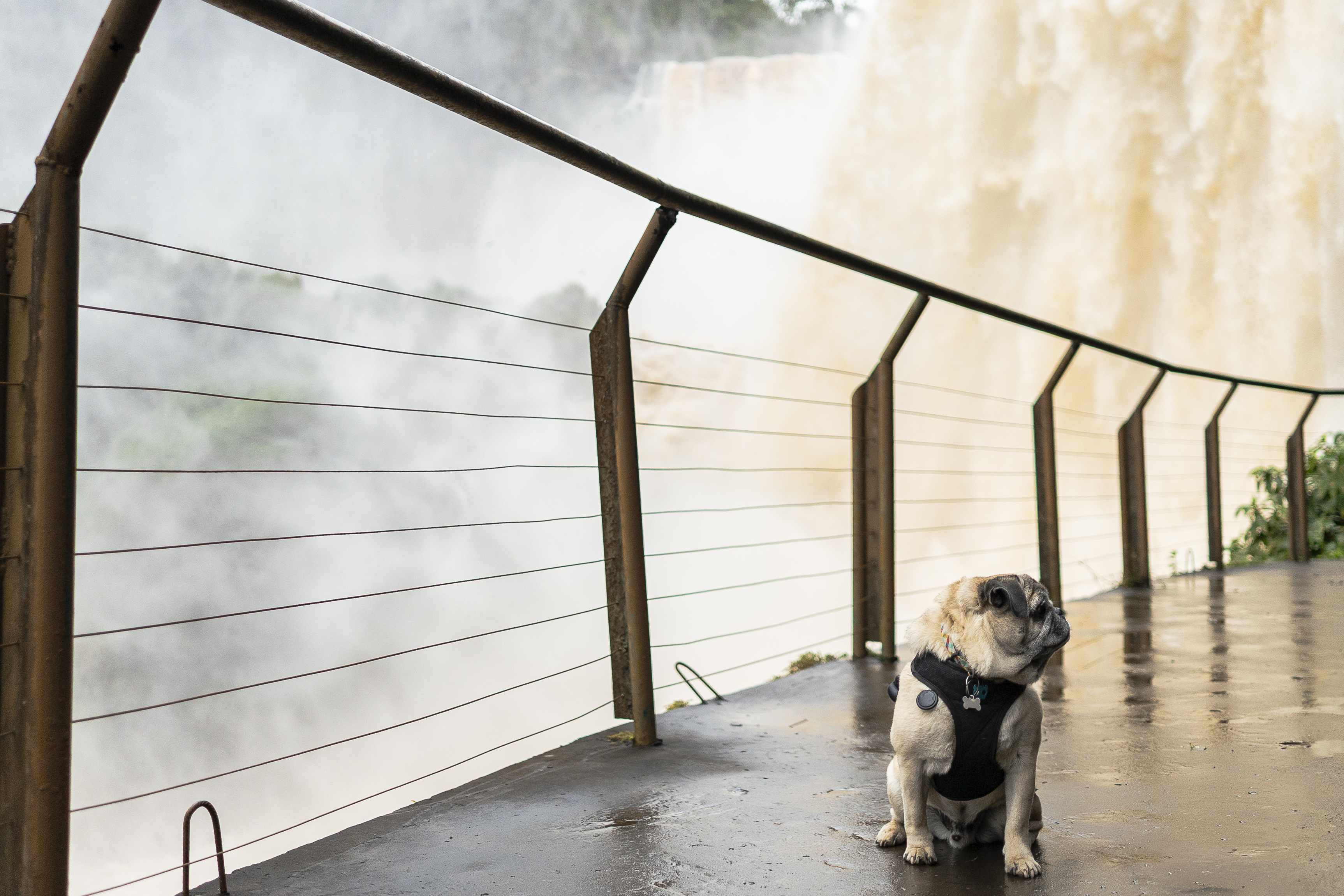 Como visitar o Paraguai com seu cachorro a partir da Argentina
