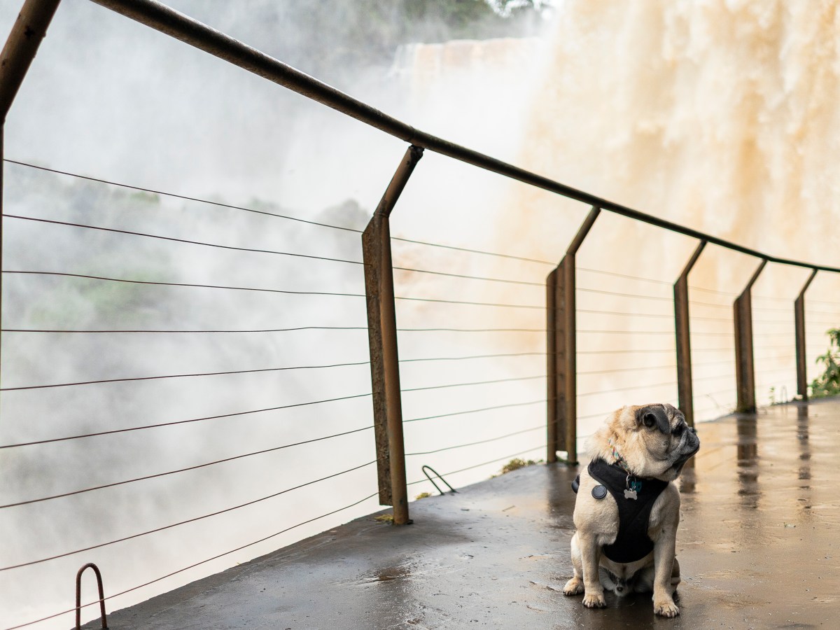 Como visitar o Paraguai com seu cachorro a partir da&nbsp;Argentina
