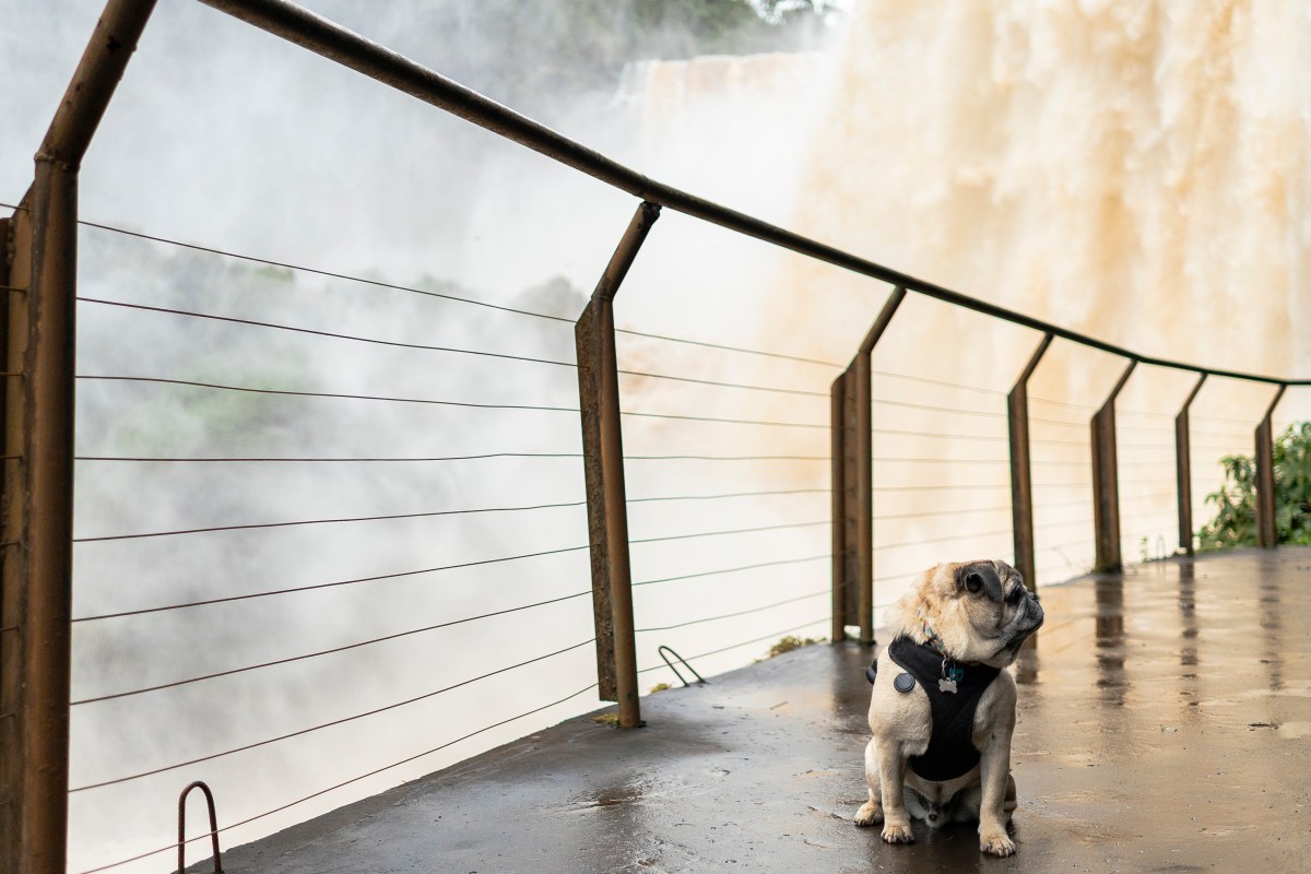 Como visitar o Paraguai com seu cachorro a partir da&nbsp;Argentina
